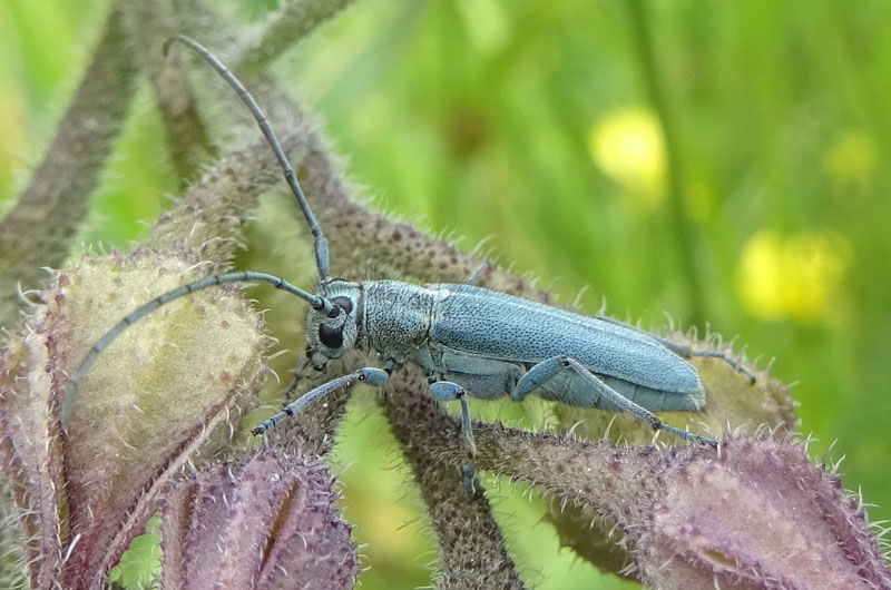 Opsilia coerulescens  (Cerambycidae)